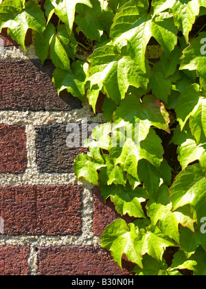 Edera sul muro di mattoni vicino fino Foto Stock