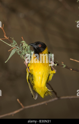 Vitelline Tessitore mascherato Textor vitellinus Ploceus vitellinus Tanzania Serengeti National Park Foto Stock