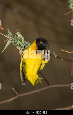 Vitelline Tessitore mascherato Textor vitellinus Ploceus vitellinus Tanzania Serengeti National Park Foto Stock