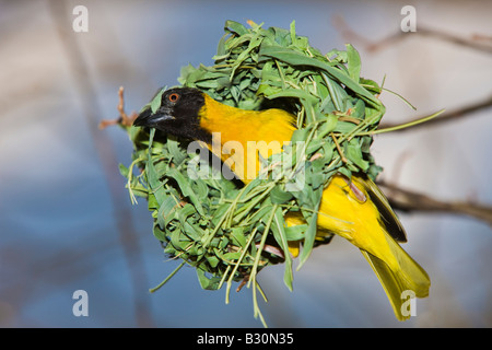 Vitelline Tessitore mascherato Textor vitellinus Ploceus vitellinus Tanzania Serengeti National Park Foto Stock