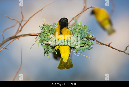 Vitelline Tessitore mascherato Textor vitellinus Ploceus vitellinus Tanzania Serengeti National Park Foto Stock