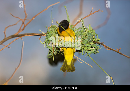 Vitelline Tessitore mascherato Textor vitellinus Ploceus vitellinus Tanzania Serengeti National Park Foto Stock