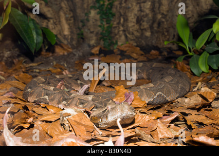 Gaboon Viper Bitis gabonica Gabon Africa occidentale Foto Stock