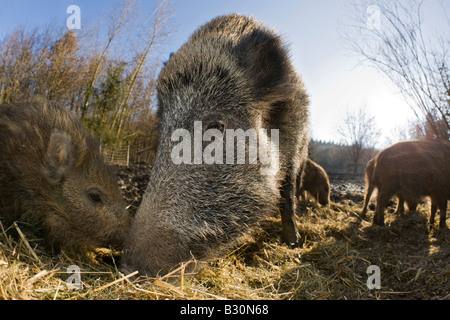 Il cinghiale Sus scrofa Germania Baviera Foto Stock