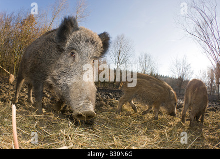 Il cinghiale Sus scrofa Germania Baviera Foto Stock