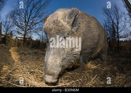 Il cinghiale Sus scrofa Germania Baviera Foto Stock