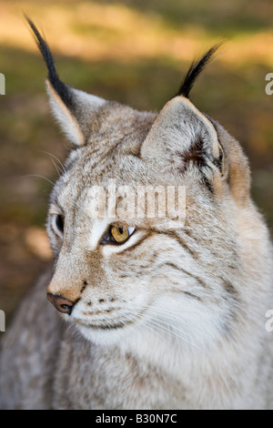 Felis Lynx lynx Germania Baviera Foto Stock