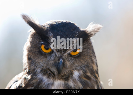 Gufo reale Bubo bubo Germania Baviera Foto Stock