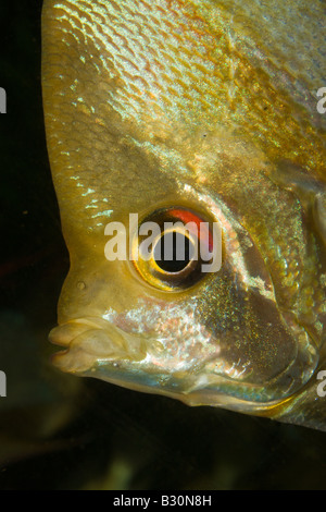 Freshwater angelfish Pterophyllum scalare Foto Stock