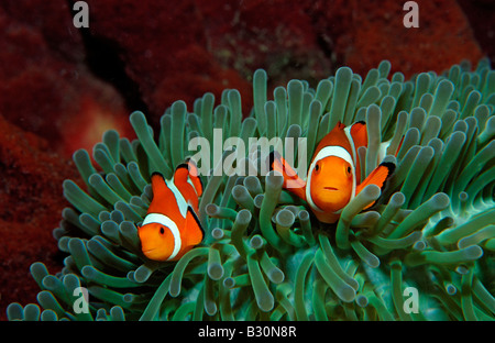 Due Clown anemonefishes Amphiprion ocellaris Indonesia Bali Oceano Indiano Foto Stock