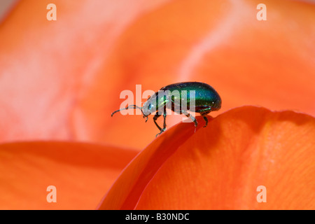 Leaf Beetle su red Tulip Chrysomela Germania Monaco di Baviera Baviera Foto Stock