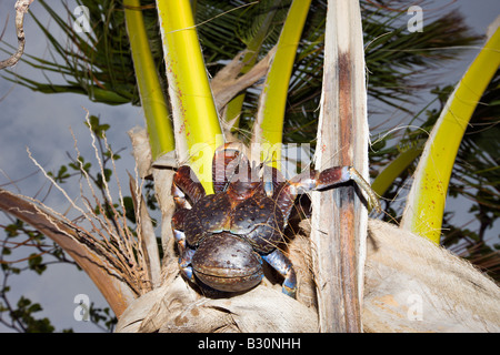 Il granchio del cocco Robber Crab su Palmtree Birgus latro Isole Marshall Bikini Atoll Micronesia Oceano Pacifico Foto Stock