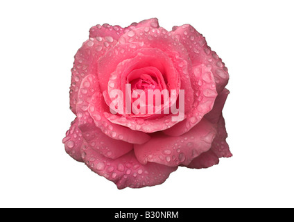 Rosa con gocce di pioggia ritaglio. Foto Stock