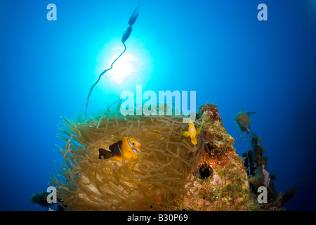 Tre endemiche Anemonefish nastrati sulla USS Saratoga Amphiprion tricinctus Isole Marshall Bikini Atoll Micronesia Oceano Pacifico Foto Stock