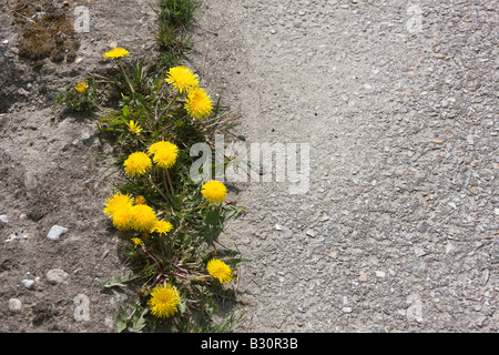 Dente di leone cresce da asfalto Foto Stock