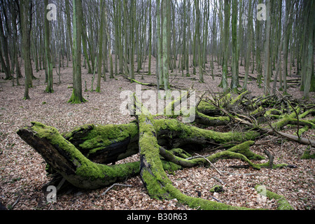 Fagus sylvatica, faggio comune Foto Stock