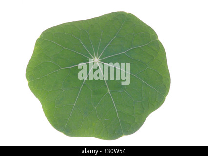 Tropaeolum majus, Indiano crescione, nasturtium comune, giardino nasturtium Foto Stock