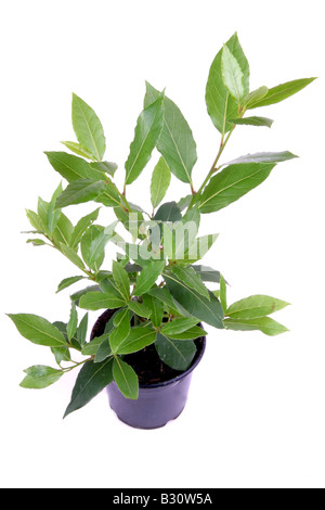 Laurus nobilis, dolci di bacche di alloro, bay tree, dolce bay Foto Stock