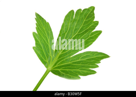 Levisticum officinale, giardino levistico, seme della vescica Foto Stock