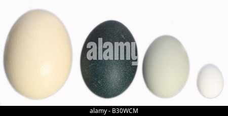 Il confronto delle dimensioni di uova di struzzo (uovo più grande del mondo), Uem, cigno e polli domestici Foto Stock