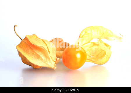 Physalis peruviana, ribes, terra peruviana-ciliegia Foto Stock