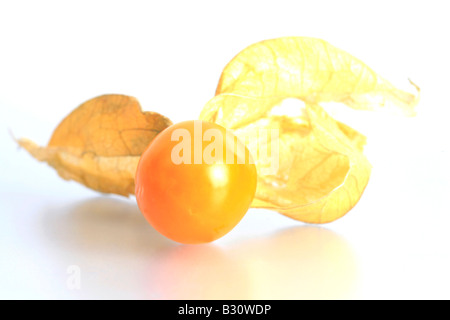 Physalis peruviana, ribes, terra peruviana-ciliegia Foto Stock