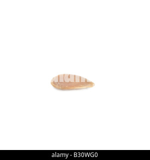 Linum usitatissimum, common flax Foto Stock