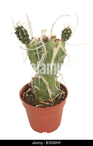 Tephrocactus articulatus papyracanthus, Opuntia articulata papyracantha, carta-spined cactus Foto Stock