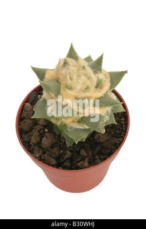 Ariocarpus trigonus, Ariocarpus retusus ssp. trigonus, secco Whiskey, Falso Peyote, False Peyotl, roccia viva e Star cactus Foto Stock