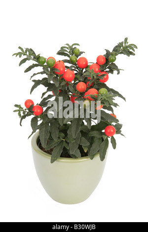 Solanum pseudo-capsicum, Solanum pseudocapsicum, Gerusalemme cherry Foto Stock