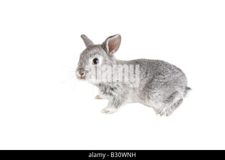 Oryctolagus cuniculus f. domestica, coniglio domestico Foto Stock