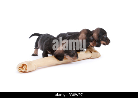 Canis lupus f. familiaris, salsiccia cane, cane domestico Foto Stock