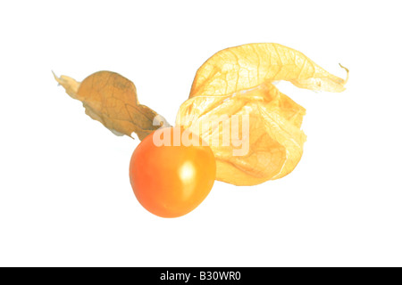 Physalis peruviana, ribes, terra peruviana-ciliegia Foto Stock