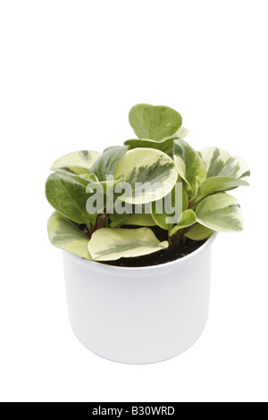 Peperomia obtusifolia lacrime di coccodrillo, Peperomia obtusifolia 'lacrime di coccodrillo', Peperomia, lacrime di coccodrillo, Baby impianto in gomma Foto Stock