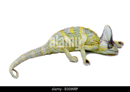 Chamaeleo calyptratus, Yemen chameleon, cono-guidato camaleonte, velata chameleon Foto Stock