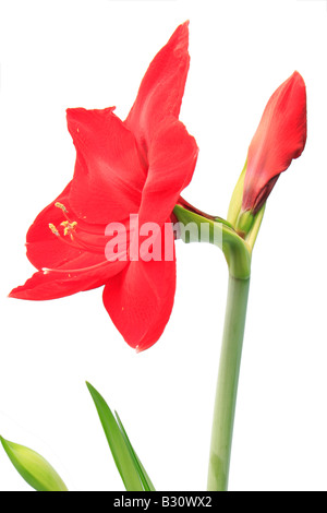 Amaryllis Foto Stock