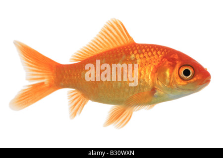 Carassius auratus, goldfish, carpa comune Foto Stock