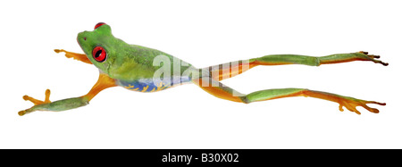 Agalychnis callidryas, red-eyed treefrog, redeyed treefrog, redeye treefrog, occhi rossi treefrog, rosso eyed frog Foto Stock