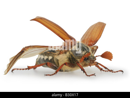 Melolontha melolontha, comune cockchafer, maybug Foto Stock