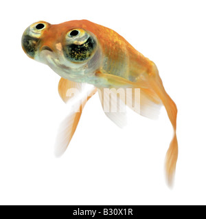 Celesti, Carassius auratus, goldfish, carpa comune, occhio celeste goldfish, celesti Foto Stock