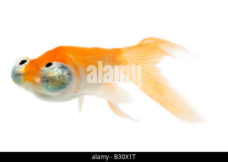 Celesti, Carassius auratus, goldfish, carpa comune, occhio celeste goldfish, celesti Foto Stock