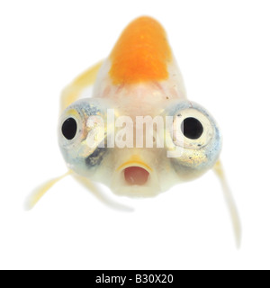 Celesti, Carassius auratus, goldfish, carpa comune, occhio celeste goldfish, celesti Foto Stock