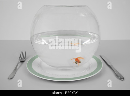 Celesti, Carassius auratus, goldfish, carpa comune, occhio celeste goldfish, celesti Foto Stock