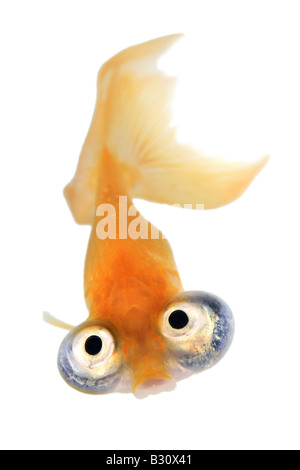 Celesti, Carassius auratus, goldfish, carpa comune, occhio celeste goldfish, celesti Foto Stock