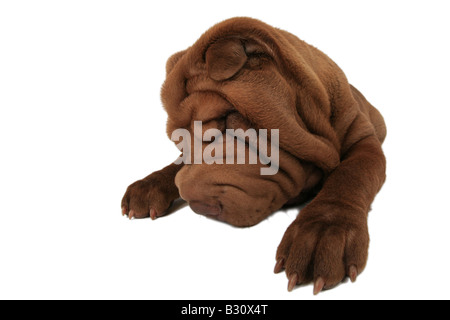 Shar Pei Sharpei, Canis lupus f. familiaris, Shar Pei, Shar-Pei cinese Foto Stock