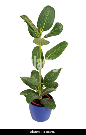 Ficus Audry, Ficus 'Audry', Ficus Audry, impianto di gomma Foto Stock