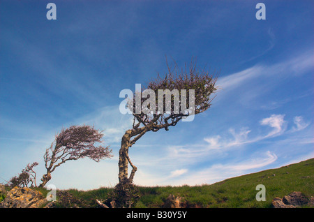 Alberi piegati dal vento forte sulla Penisola di Gower in Galles Foto Stock