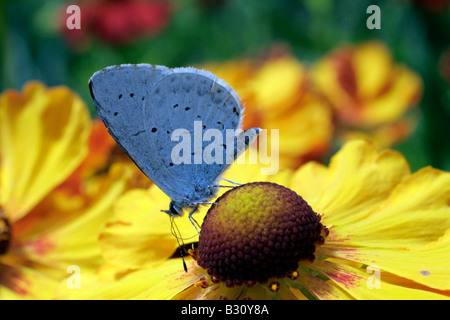 HOLLY BLUE BUTTERFLY CELASTRINA ARGIOLUS ALIMENTAZIONE SU HELENIUM RAUCHTOPAS FIORE Foto Stock