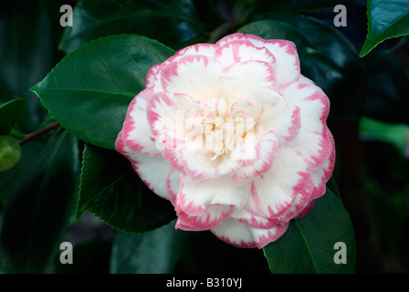 Camellia japonica L Margaret Davis Foto Stock