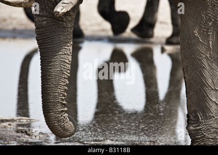 Gli elefanti di bere in corrispondenza di un foro di acqua nel canale Savuti nel nord del Botswana Foto Stock